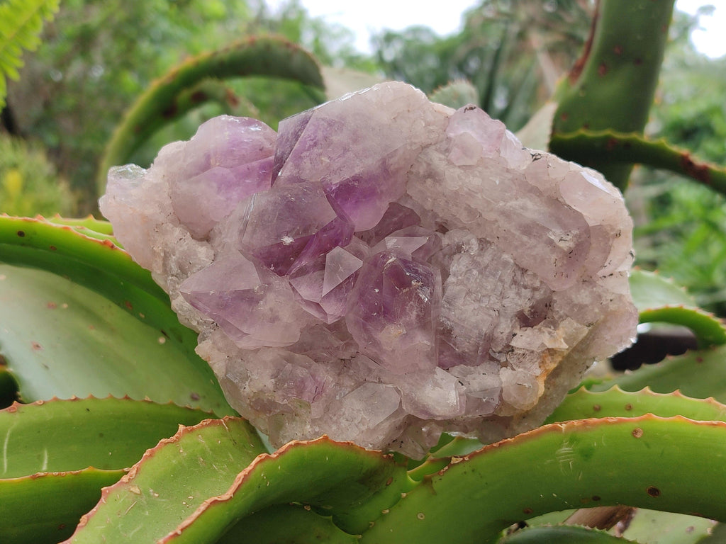 Natural Jacaranda Amethyst Clusters x 2 From Mumbwa, Zambia