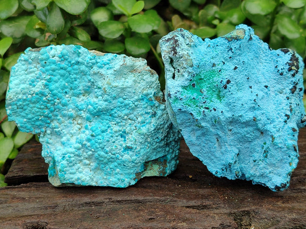 Natural Botroiydal Chrysocolla With Malachite Specimens x 12 From Kolwezi, Congo