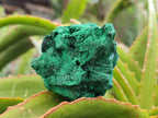 Natural Silky Malachite Specimens x 12 From Kasompe, Congo