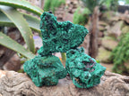 Natural Silky Malachite Specimens x 12 From Kasompe, Congo