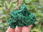 Natural Silky Malachite Specimens x 12 From Kasompe, Congo