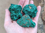 Natural Silky Malachite Specimens x 12 From Kasompe, Congo