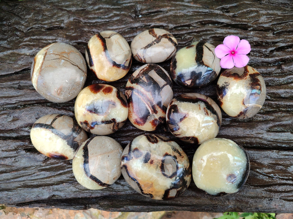 Polished Septerye Galets x 12 From Mahajanga, Madagascar