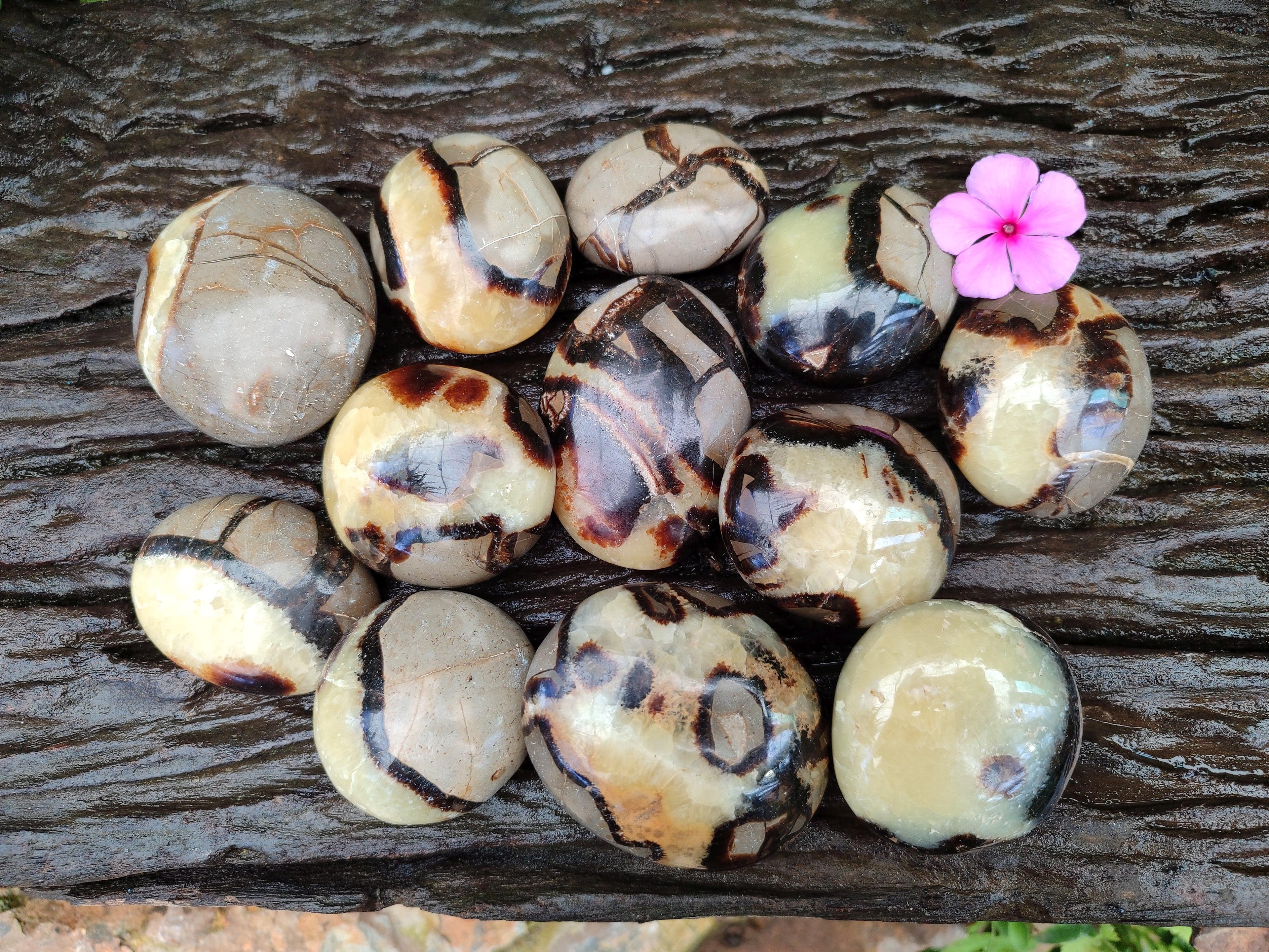 Polished Septerye Galets x 12 From Mahajanga, Madagascar