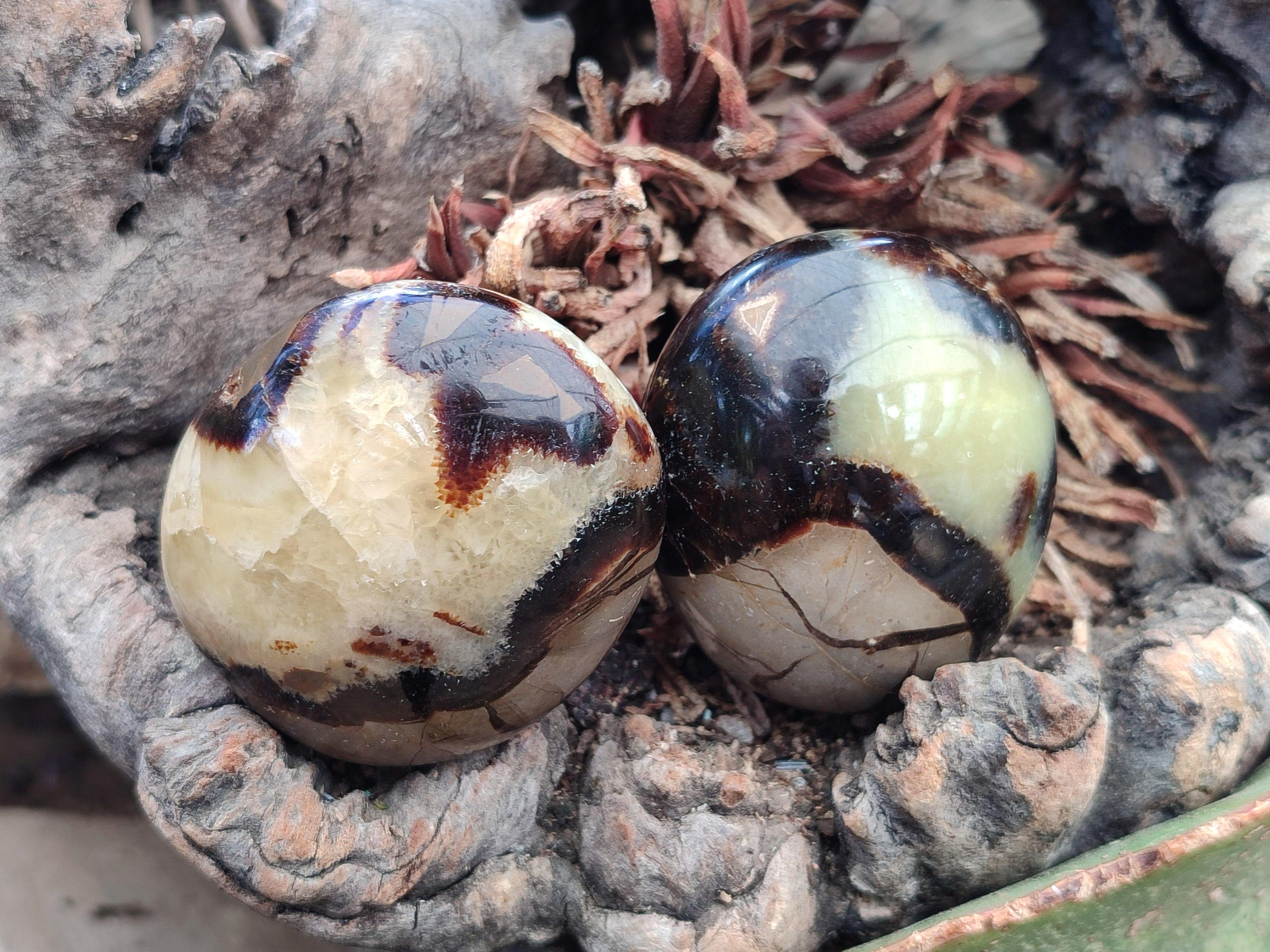 Polished Septerye Galets x 12 From Mahajanga, Madagascar