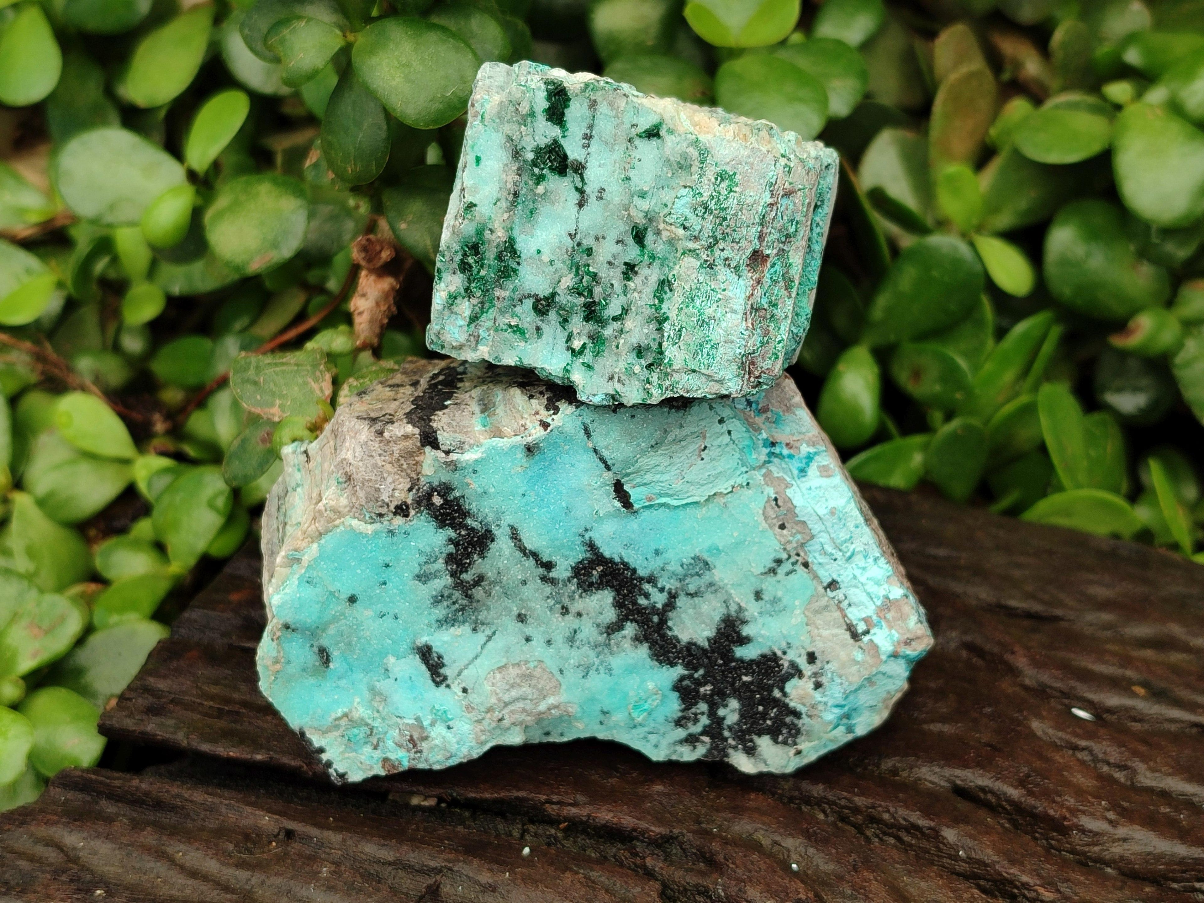 Natural Drusy Coated Chrysocolla On Dolomite With Malachite And Heterogenite Specimens x 6 From Lupoto Mine, Congo