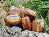 Polished Jumbo Golden Tiger's Eye Free Forms x 6 From Prieska, South Africa