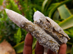 Natural Drusy Quartz Coated Calcite Spearhead Crystals x 12 From Alberts Mountain, Lesotho