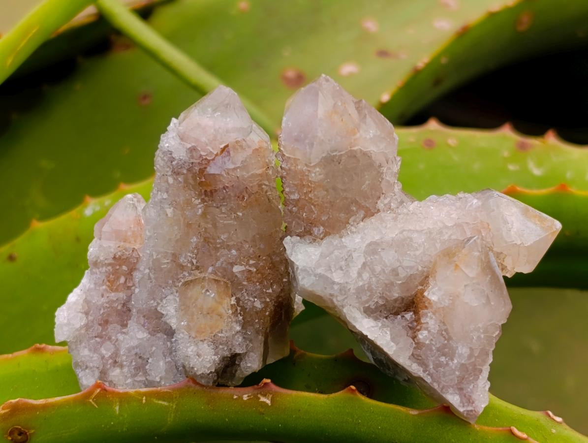 Natural Mixed Amethyst Spirit Quartz Clusters x 35 From Boekenhouthoek, South Africa