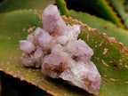 Natural Mixed Amethyst Spirit Quartz Clusters x 35 From Boekenhouthoek, South Africa