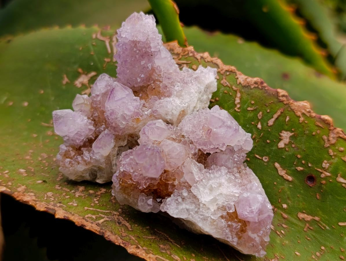 Natural Mixed Amethyst Spirit Quartz Clusters x 35 From Boekenhouthoek, South Africa