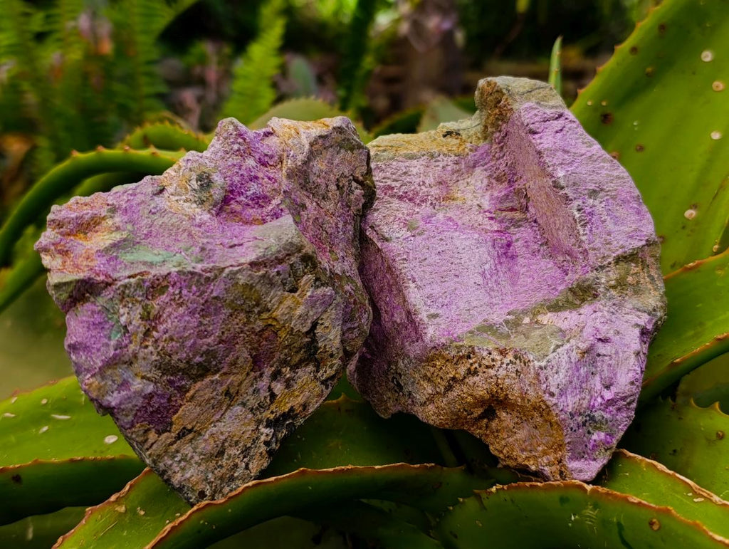 Natural Stichtite Cobbed Specimens x 8 From Barberton, South Africa