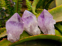 Natural Jacaranda Amethyst Crystals x 12 From Mumbwa, Zambia