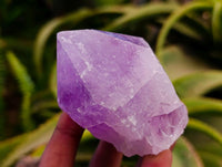 Natural Jacaranda Amethyst Crystals x 12 From Mumbwa, Zambia
