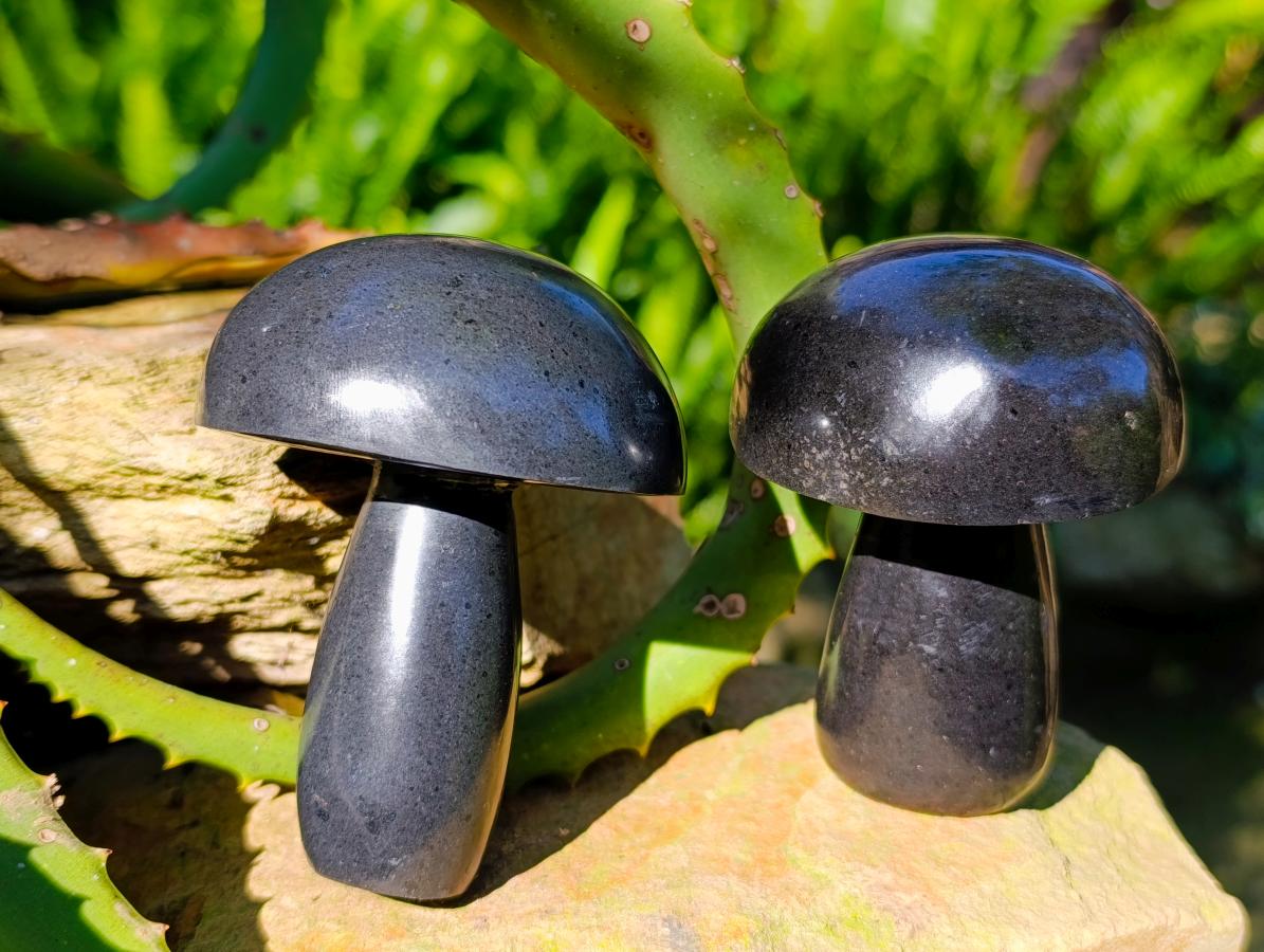 Polished Large Black Basalt Mushrooms x 6 From Madagascar