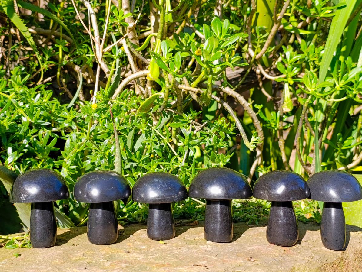 Polished Large Black Basalt Mushrooms x 6 From Madagascar