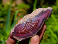 Polished On One Side Red Shashe River Agate Nodules x 27 From Shashe River, Zimbabwe