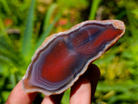 Polished On One Side Red Shashe River Agate Nodules x 27 From Shashe River, Zimbabwe
