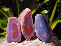 Polished On One Side Red Shashe River Agate Nodules x 27 From Shashe River, Zimbabwe