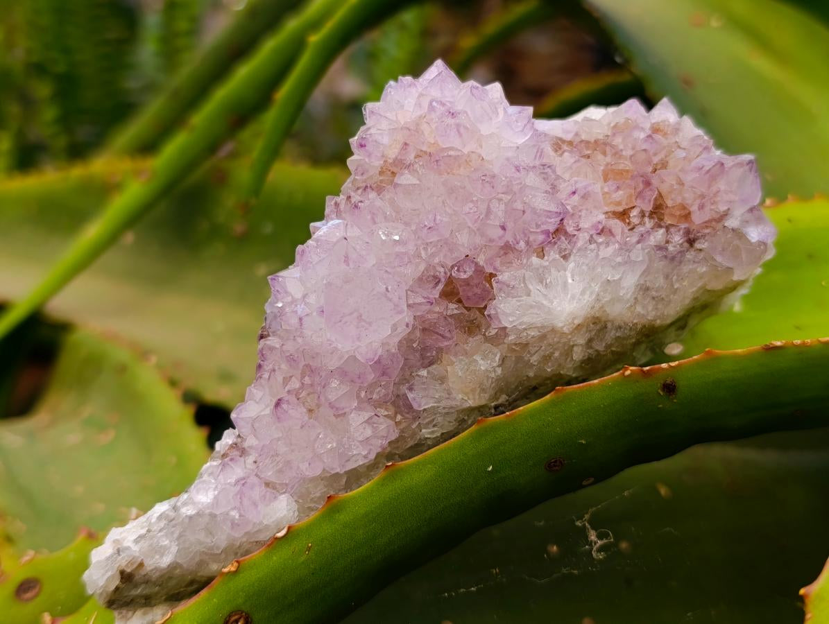 Natural Sunburst Amethyst Spirit Clusters x 4 From Boekenhouthoek, South Africa