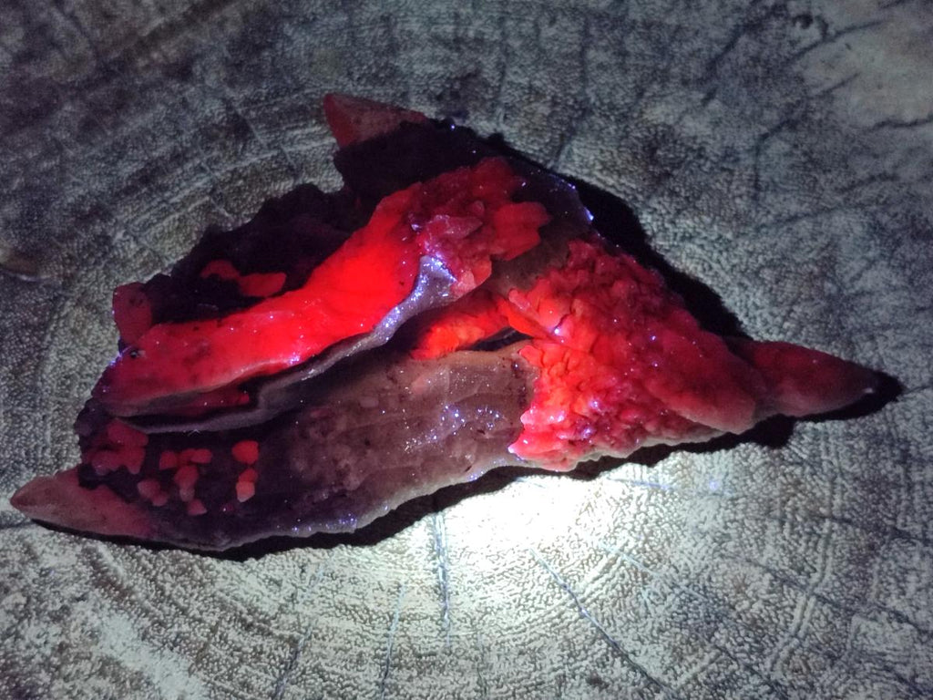 Natural Drusy Quartz Coated Spearhead Calcite Specimens x 12 From Albert's Mountain, Lesotho