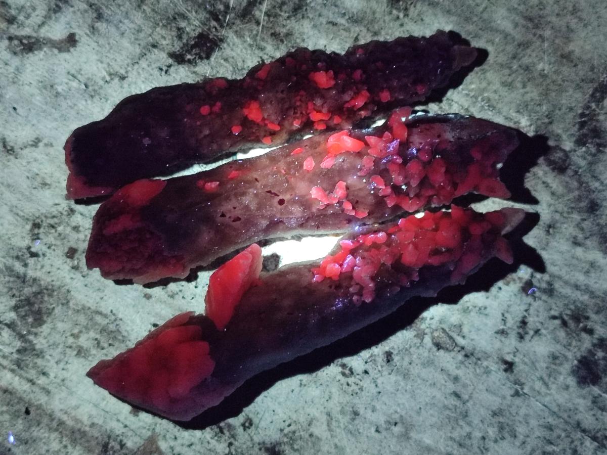 Natural Drusy Quartz Coated Spearhead Calcite Specimens x 12 From Albert's Mountain, Lesotho