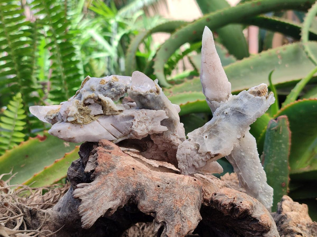 Natural Drusy Quartz Coated Spearhead Calcite Specimens x 12 From Albert's Mountain, Lesotho