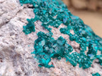 Natural XL Dioptase On Dolomite Specimen x 1 From Likasi, Congo