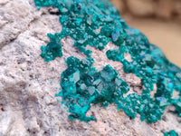 Natural XL Dioptase On Dolomite Specimen x 1 From Likasi, Congo