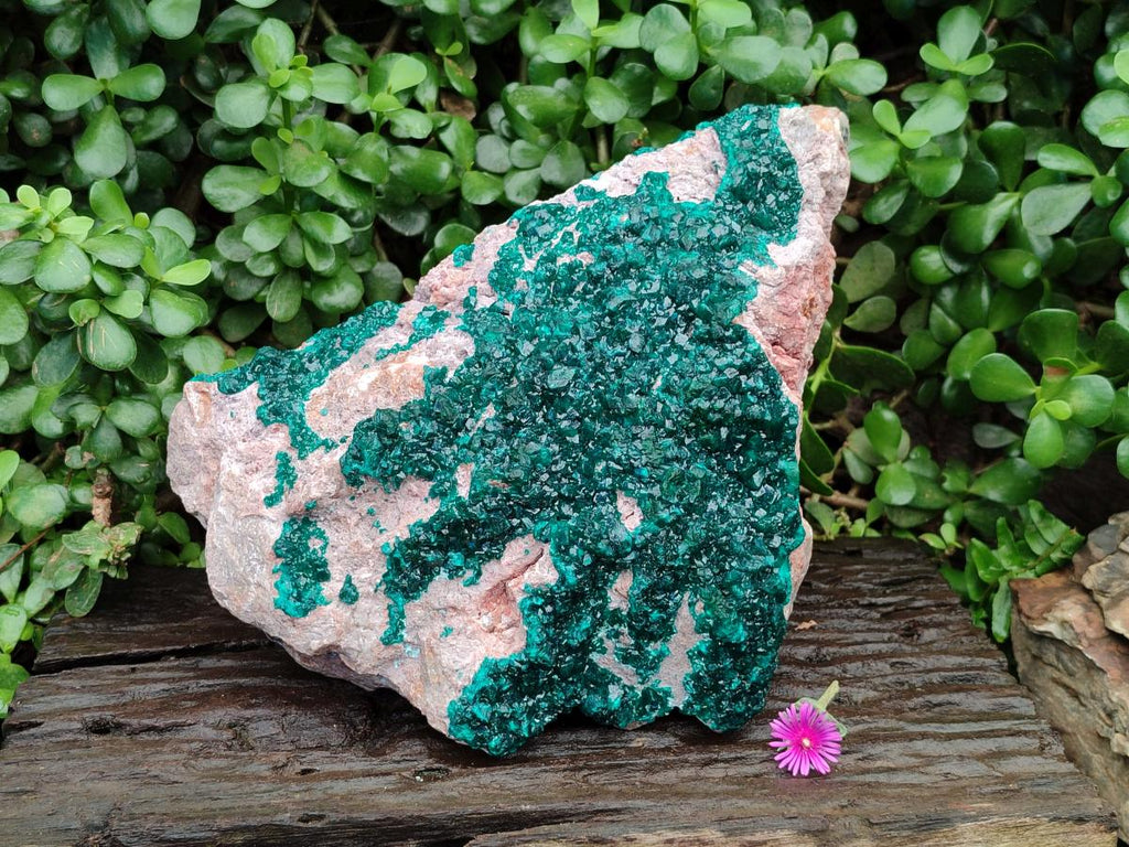 Natural XL Dioptase On Dolomite Specimen x 1 From Likasi, Congo