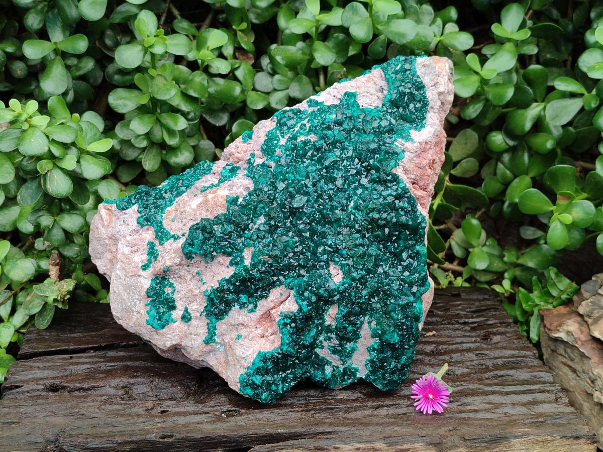 Natural XL Dioptase On Dolomite Specimen x 1 From Likasi, Congo