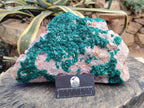 Natural XL Dioptase On Dolomite Specimen x 1 From Likasi, Congo