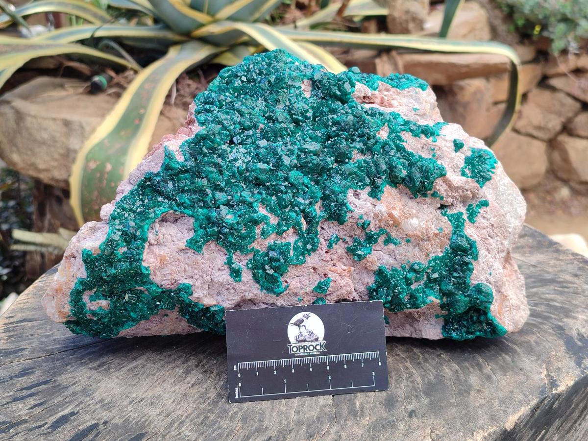 Natural XL Dioptase On Dolomite Specimen x 1 From Likasi, Congo
