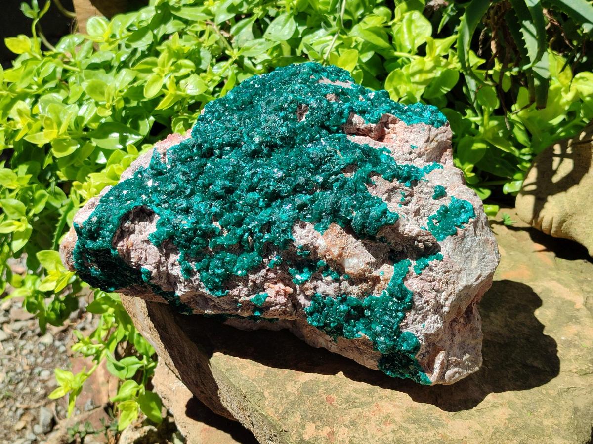 Natural XL Dioptase On Dolomite Specimen x 1 From Likasi, Congo