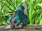 Natural XL Dioptase On Dolomite Specimen x 1 From Likasi, Congo