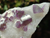 Natural Purple Cubic Fluorite On White Matrix Specimens x 12 From Khorixas, Namibia