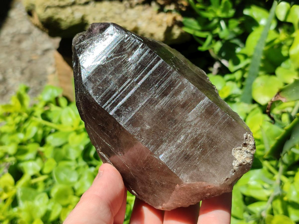 Natural Smokey Quartz Crystals x 5 From Mulanje, Malawi