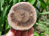 Polished On One Side Petrified Wood Branches x 4 From Gokwe, Zimbabwe