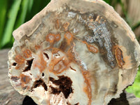 Polished On One Side Petrified Wood Branches x 4 From Gokwe, Zimbabwe