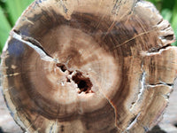 Polished On One Side Petrified Wood Branches x 4 From Gokwe, Zimbabwe