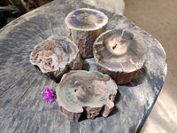 Polished On One Side Petrified Wood Branches x 4 From Gokwe, Zimbabwe