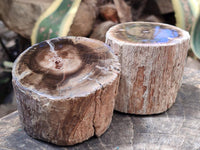 Polished On One Side Petrified Wood Branches x 4 From Gokwe, Zimbabwe