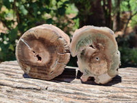 Polished On One Side Petrified Wood Branches x 4 From Gokwe, Zimbabwe