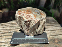 Polished On One Side Petrified Wood Branches x 4 From Gokwe, Zimbabwe