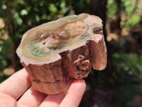 Polished On One Side Petrified Wood Branches x 4 From Gokwe, Zimbabwe