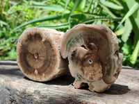 Polished On One Side Petrified Wood Branches x 4 From Gokwe, Zimbabwe