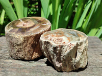 Polished On One Side Petrified Wood Branches x 4 From Gokwe, Zimbabwe