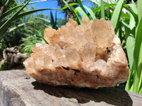 Natural XXL Rare Clear Champagne Citrine Quartz Cluster x 1 From Luena, Congo