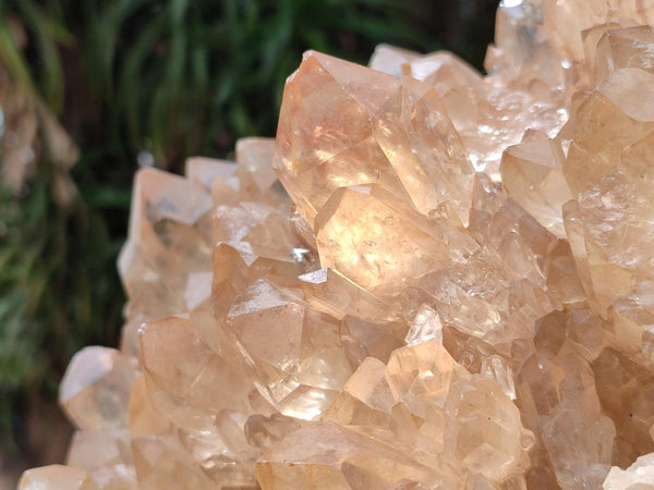 Natural XXL Rare Clear Champagne Citrine Quartz Cluster x 1 From Luena, Congo