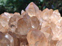 Natural XXL Rare Clear Champagne Citrine Quartz Cluster x 1 From Luena, Congo